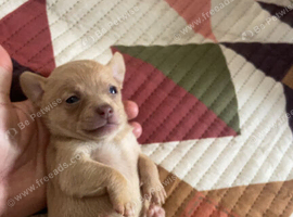 2 girls 1 boy chihuahuas for sale