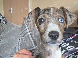 Female Merle Jack russell Crossbreed