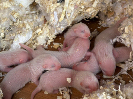 Ferret kits