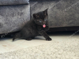 British shorthair x
