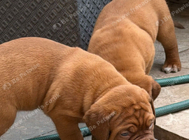 KC Registered Dogue de Bordeaux pups with champions