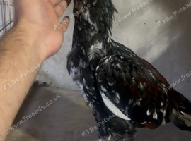 Pure Pakistani aseel youngsters for sale