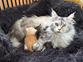 Stunning tica registered girl