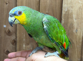 Orange winged amazon