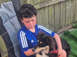 Halo- collie X