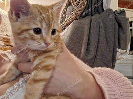 Beautiful fluffy ginger female kitten