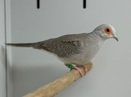Diamond dove