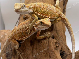 Hypo Bearded dragons ready to go now