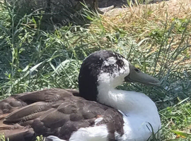Two male runner duck pets