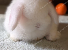 Mini lop