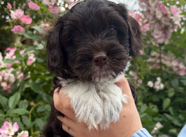 Australian Labradoodle Puppies