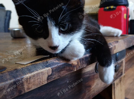 10 week old kittens for sale