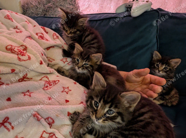 Absolutely beautiful kittens ready now for furever homes!