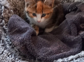 Calico Girl