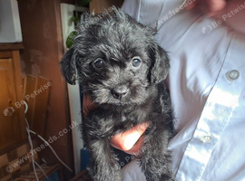 Shihpoo puppies