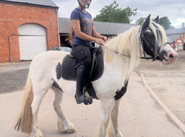 Piebald gypsy cob great family pony