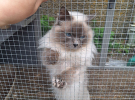 Ragdoll