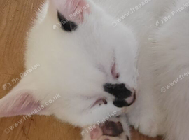 Male(x2) and female(x1) kittens 9 weeks old