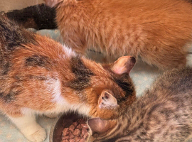 Kittens for sale