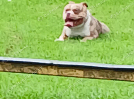 Hi am looking to stud my 3 year old boy
