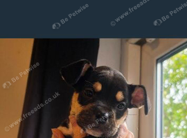 Mixed breed 8weeks old puppy