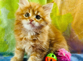 Beautiful TICA Registered Kittens