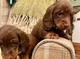Kennel Club registered small Miniature Dachshund puppies