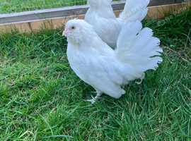 2 young barbu d'Anvers hens, as photographed