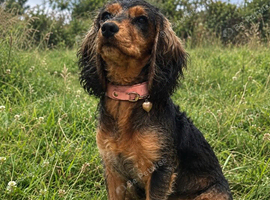 Stunning Coker spaniel girl