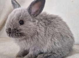 Mini lop X dutch x netherland dwarf