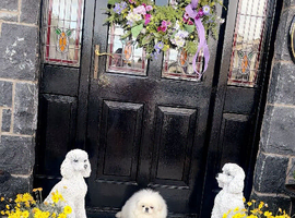 Stunning high quality Pekingese puppies