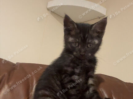 male kitten