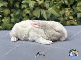 Pure bred Mini Plush lops