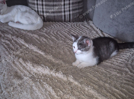 2 female persain cross