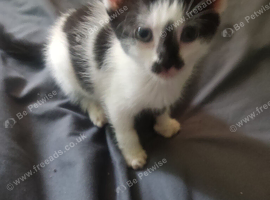 Charlie Bengal/tortoise shell