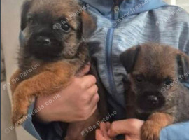 Border terrier pups