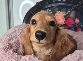 KC registered miniature dachshund