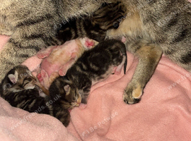Bengal cross kittens