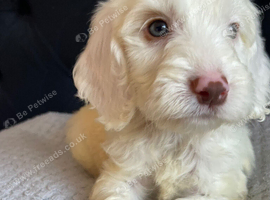 F1 cockapoo puppies