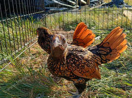 Golden sebright pair