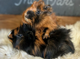 2 baby sow guinea pigs