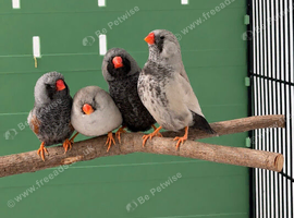 Charcoal zebra finches