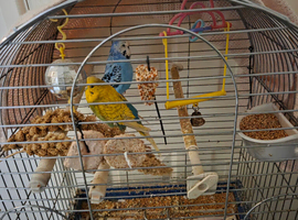 Budgies