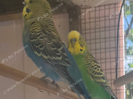 budgies.