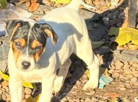 Jack Russel boy