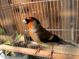 Bully x goldfinch