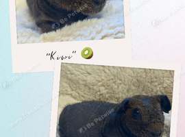 Werewolf skinny pig baby boy ready now
