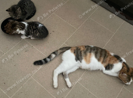 Brown and white kitten