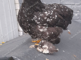 Black mottled pekin bantam chicken