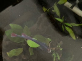 Cute Betta Fish + Aquarium and Everything, is looking for a new home :)